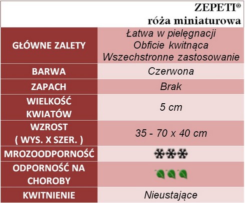 Zepeti róża miniaturowa